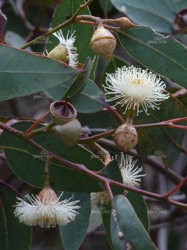 Eucalyptus cosmophylla