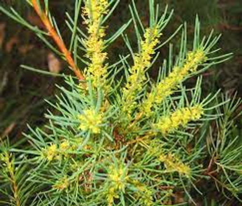 Hakea nodosa Hakea nodosa