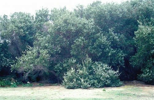 Leptospermum laevigatum Leptospermum laevigatum