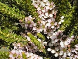 Leptospermum liversidgei
