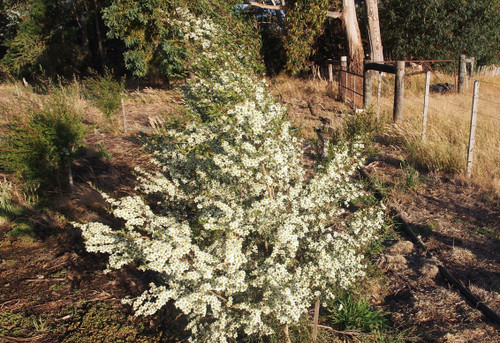 Leptospermum polygalifolium subsp cismontaum Leptospermum polygalifolium subsp cismontaum