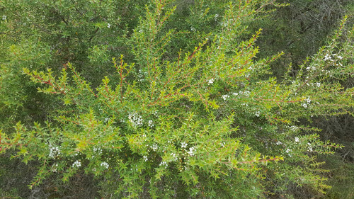 Leptospermum scoparium (inland)