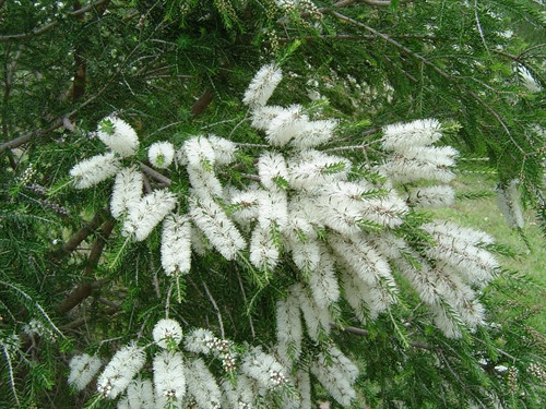 Melaleuca lanceolata