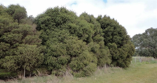 Melaleuca stypheliodes