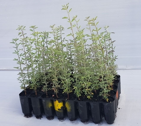 Tagasaste (cytisus proliferus)