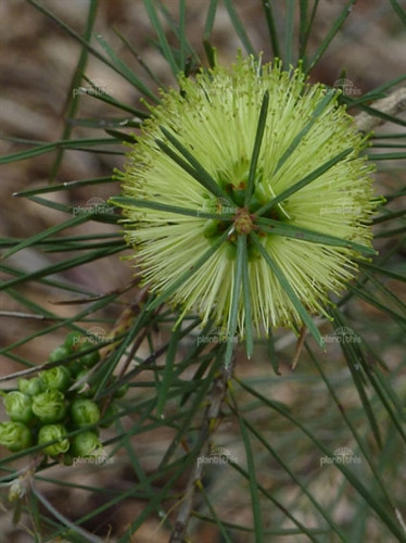 Callistemon pinifolius