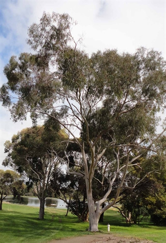 Corymbia citriodora Corymbia citriodora