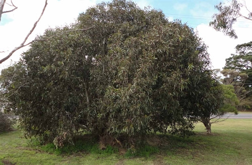 Eucalyptus leucoxylon ‘megalocarpa’