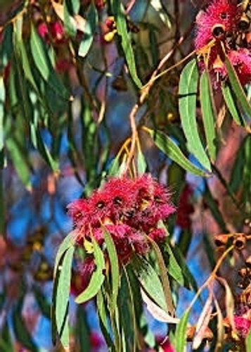 Eucalyptus leucoxylon 'euky dwarf'