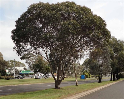 Eucalyptus leucoxylon megalocarpa buy, red flowering yellow gum, seedling