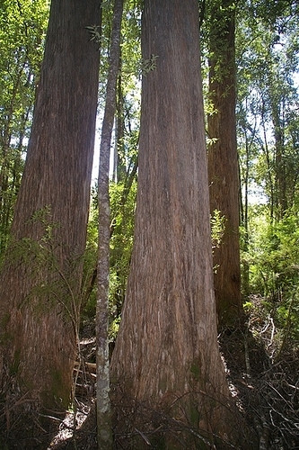 Eucalyptus obliqua