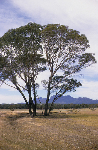 Eucalyptus occidentalis