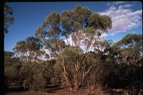 Eucalyptus polybractea Eucalyptus polybractea