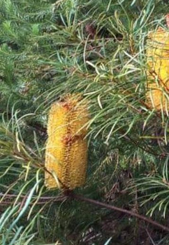 Banksia Spinulosa Banksia Spinulosa