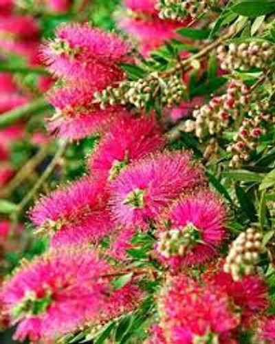 Melaleuca wimmerensis