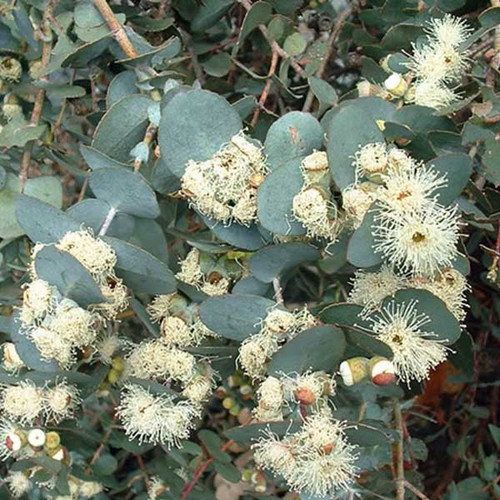 Eucalyptus cordata