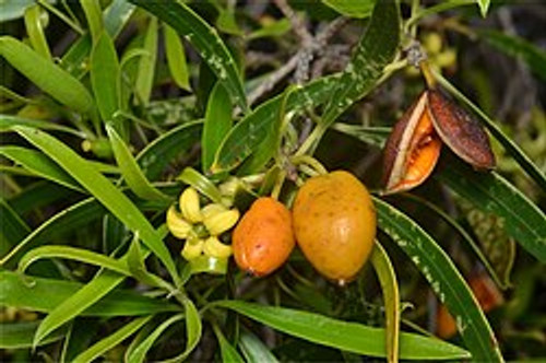 Pittosporum angustifolium Pittosporum angustifolium