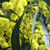 Acacia pycnantha Acacia pycnantha