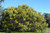 Acacia pycnantha Acacia pycnantha