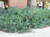 Acacia redolens Acacia redolens