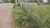Acacia redolens Acacia redolens