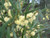 Acacia stricta