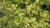 Acacia verticillata Acacia verticillata