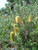 Banksia marginata
