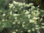 Callistemon pallidus Callistemon pallidus