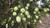 Callistemon pallidus Callistemon pallidus