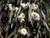 Eucalyptus globulus Eucalyptus globulus