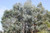 Eucalyptus gunnii