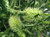 Melaleuca diosmifolia Melaleuca diosmifolia