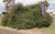 Melaleuca diosmifolia Melaleuca diosmifolia