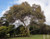 Eucalyptus leucoxylon  subsp petiolaris