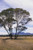 Eucalyptus occidentalis Eucalyptus occidentalis