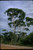 Eucalyptus occidentalis Eucalyptus occidentalis