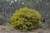 Acacia euthycarpa Acacia euthycarpa