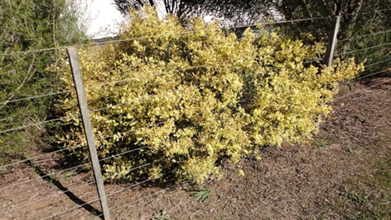Acacia myrtifolia Acacia myrtifolia