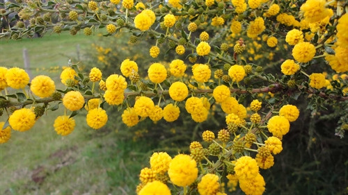 Acacia paradoxa