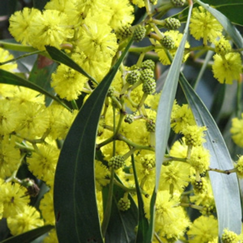Acacia pycnantha Acacia pycnantha