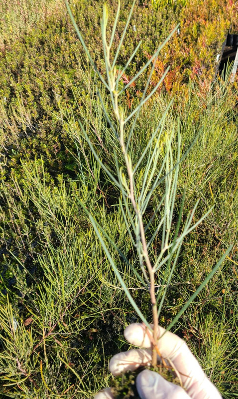 Acacia rigens Acacia rigens