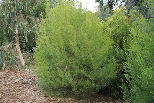 Acacia stricta