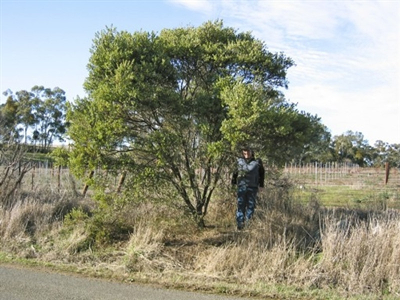 Acacia wattsiana Acacia wattsiana