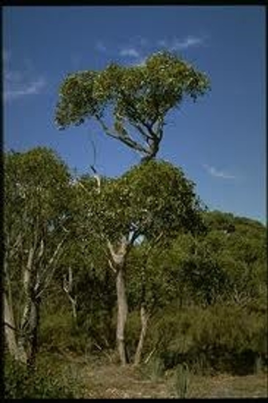 Eucalyptus baxterii Eucalyptus baxterii
