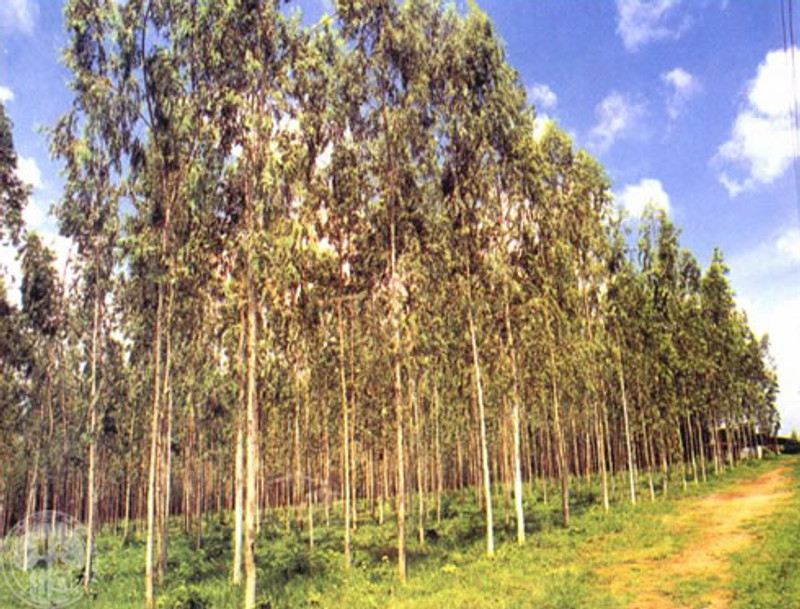 Eucalyptus camaldulensis CSIRO Eucalyptus camaldulensis CSIRO
