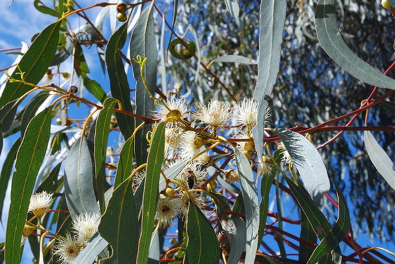 Eucalyptus globulus Eucalyptus globulus