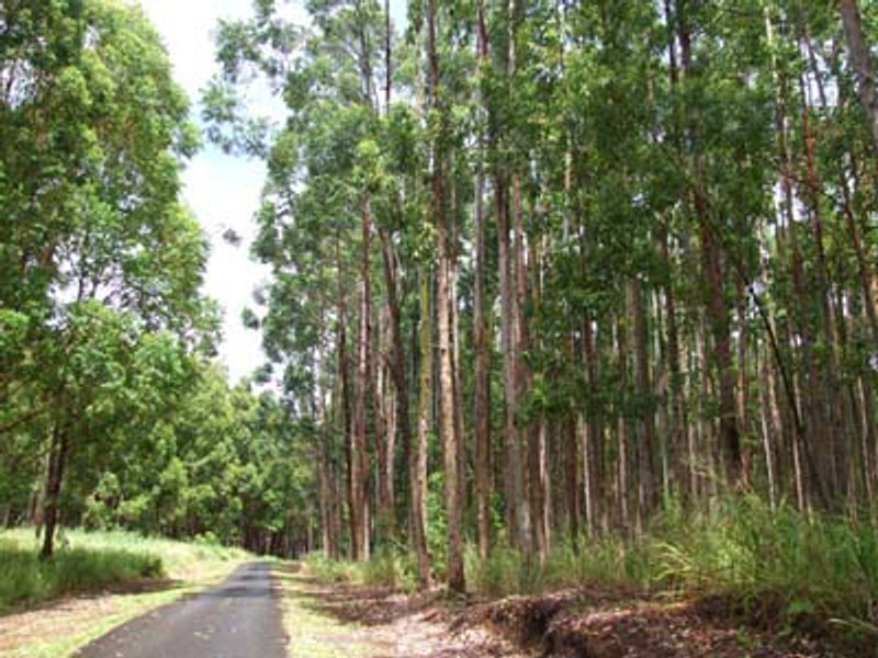 Eucalyptus grandis