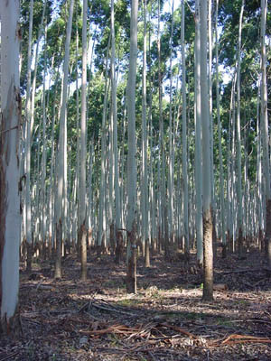 Eucalyptus viminalis var viminalis