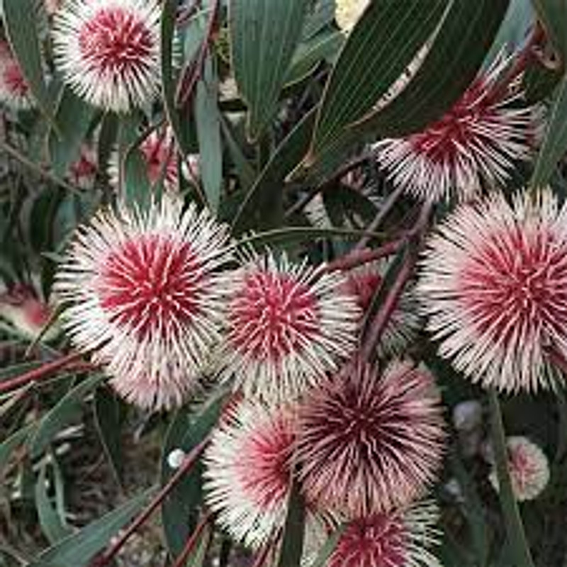 Hakea laurina Hakea laurina